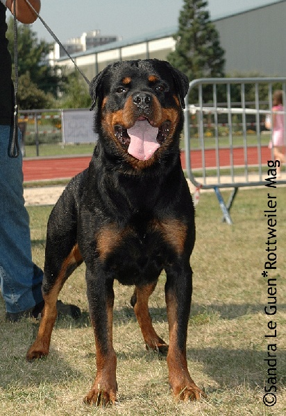 Texas du domaine des eclaireurs