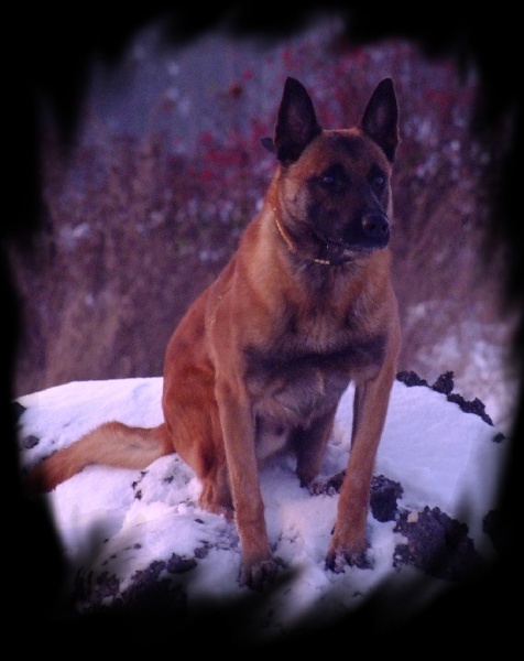 Azzaro de la cité des foucault