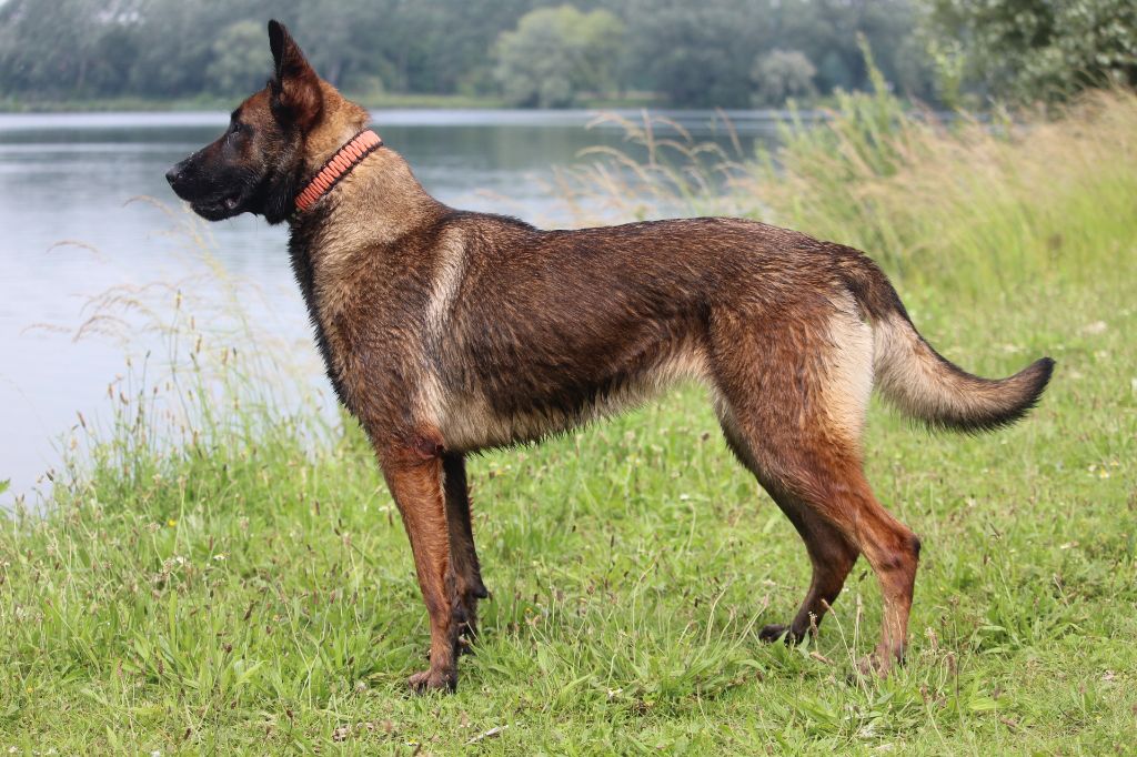 Phebee du domaine des eclaireurs