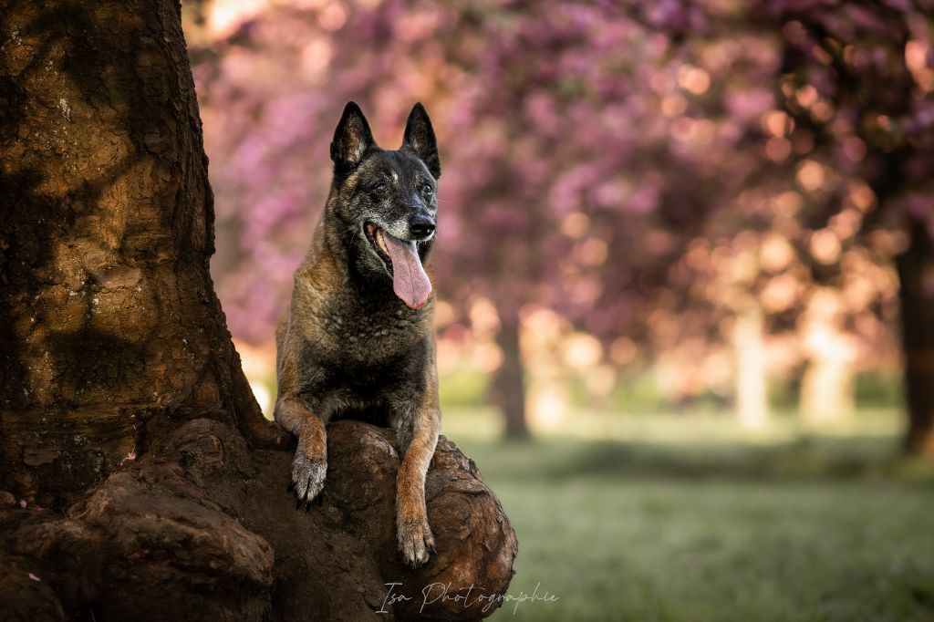 Hasta siempre du domaine des eclaireurs