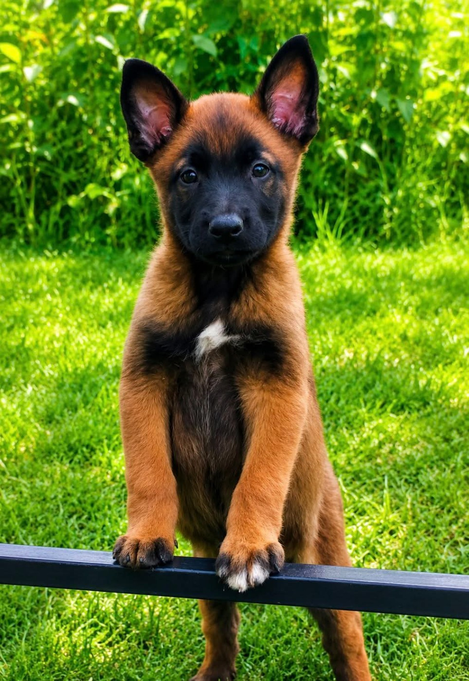 Chiot Femelle disponible le 16 juin 2026