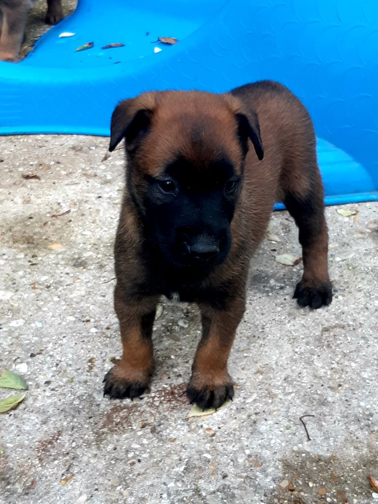 du domaine des eclaireurs - !!! CHIOTS A RESERVER !!!!
